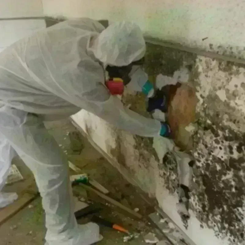 Mold Remediation and Removal in Flagler Estates, FL